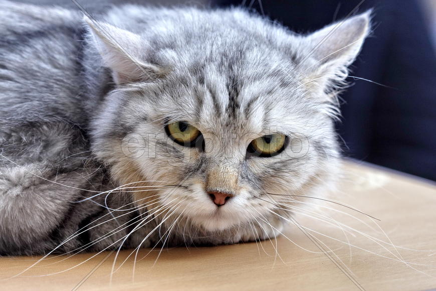 Недовольный кот