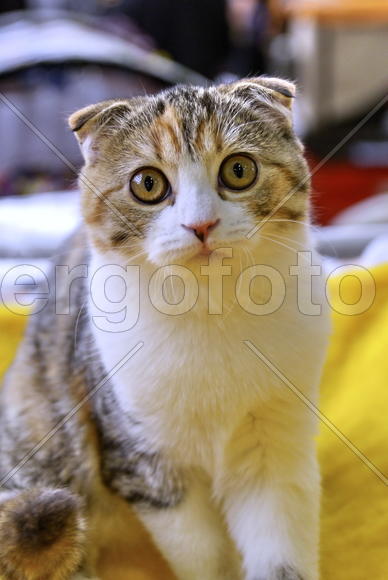 Скотишфолд