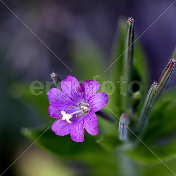 Полевой цветок