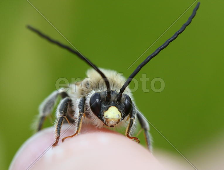 Насекомое, макро