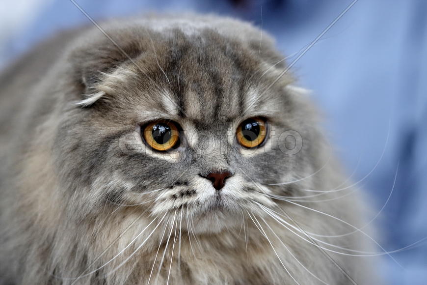 Скотишфолд