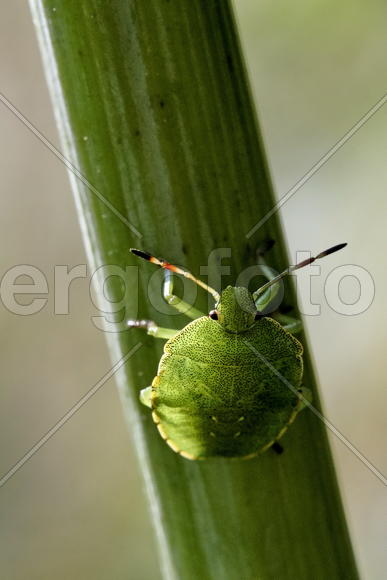 Зеленый на зеленом