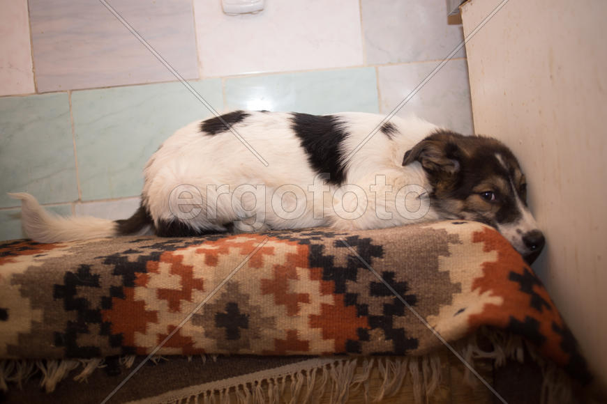 Напрокудила