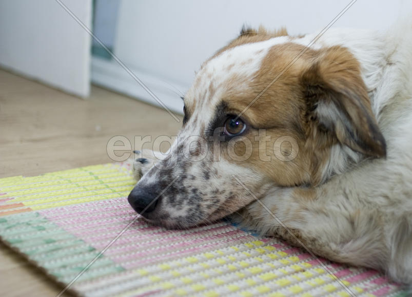 мечты о главном