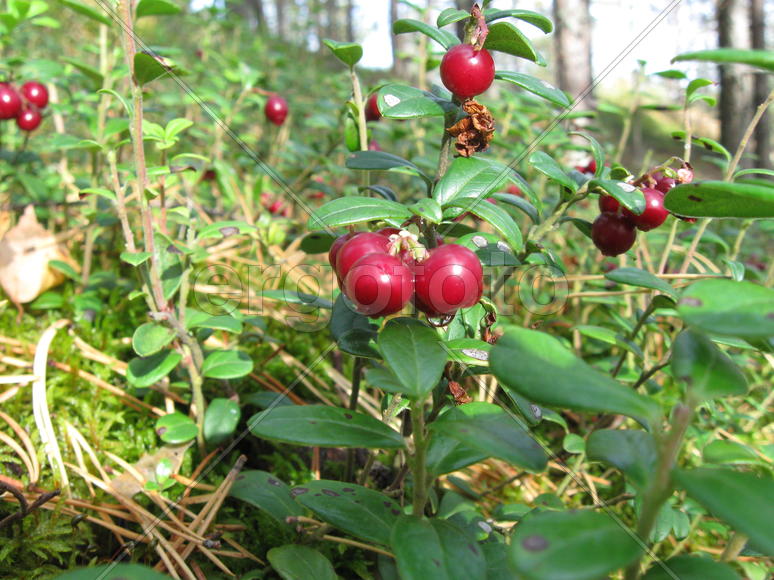 Ягоды брусника