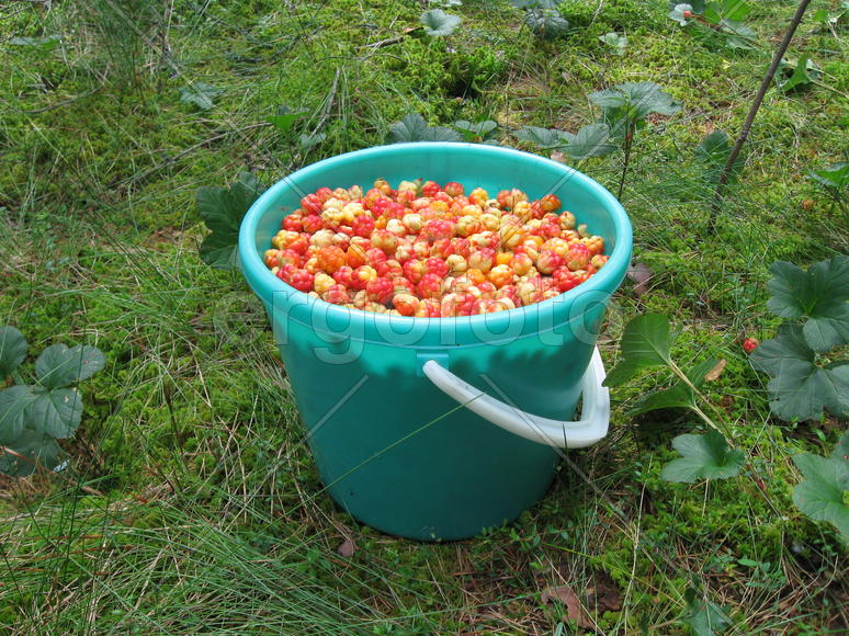 Ведро с ягодами морошки в лесу