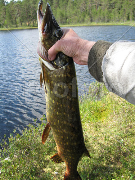 Пойманная щука на вытянутой руке