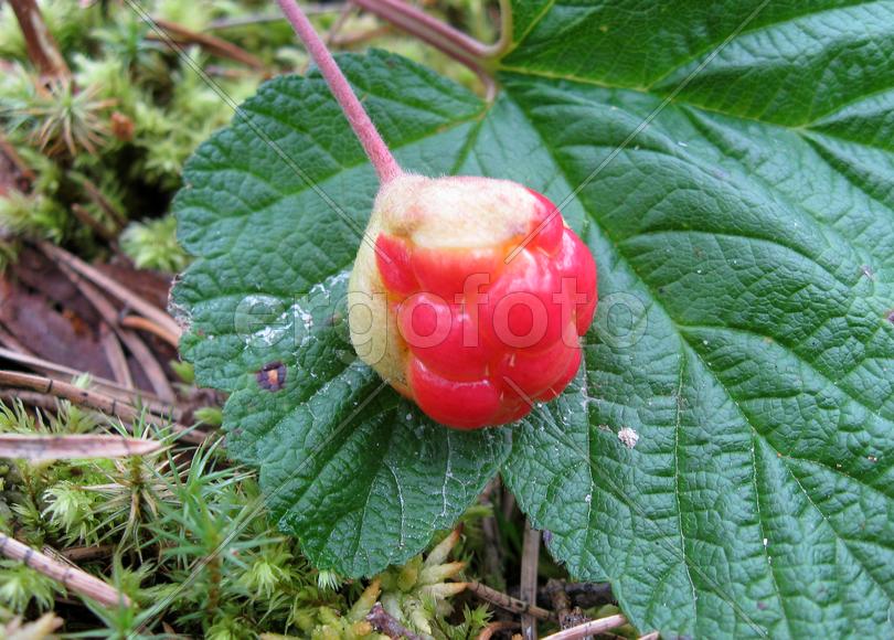 Морошка красная