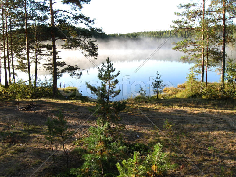 Утренний туман на лесном озере