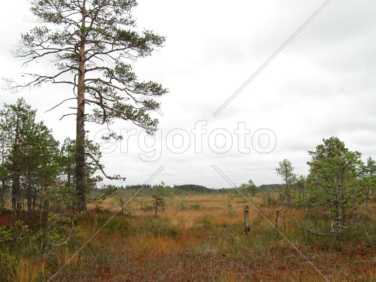 Сосна на краю болота