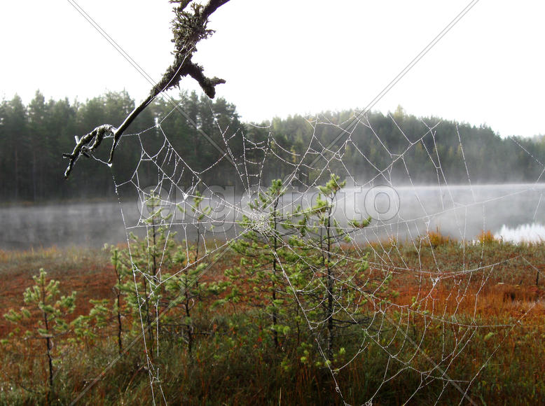 Паутина с каплями росы на фоне утреннего озера