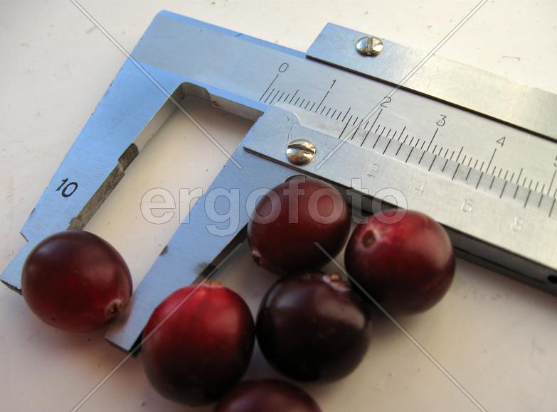 Ягоды клюквы и штангенциркуль