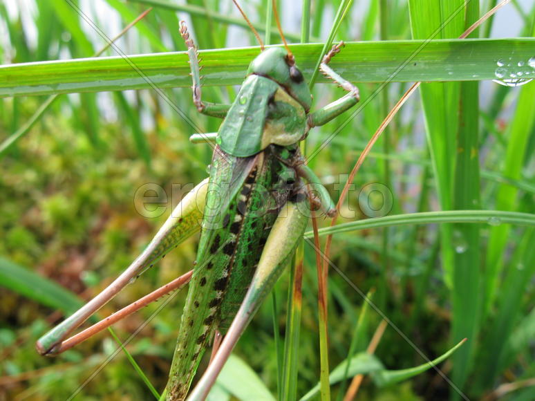 Кузнечик сидит в траве