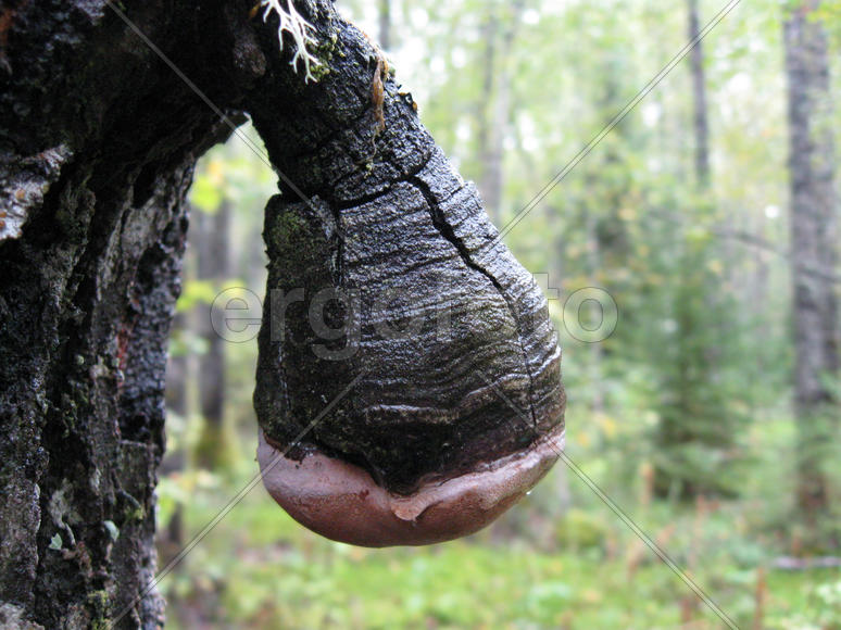 Нарост коры на стволе дерева в лесу