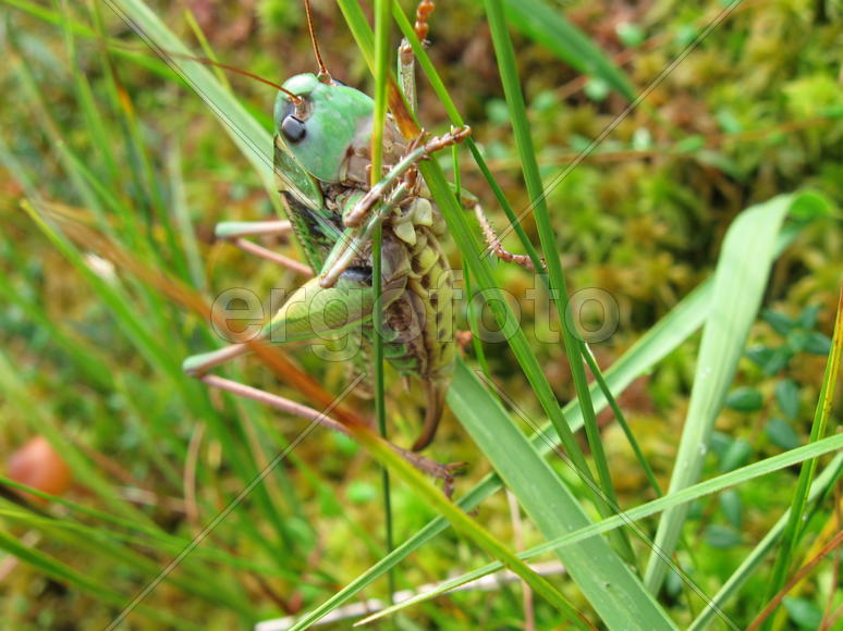 Кузнечик сидит в траве