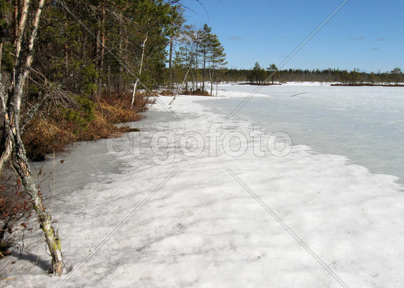 Берег карельского озера в лесу весной