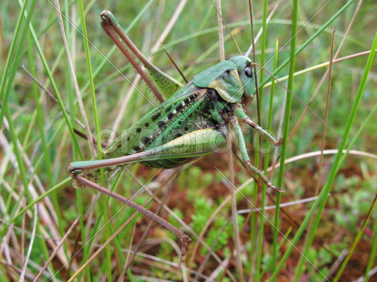 Кузнечик сидит в траве