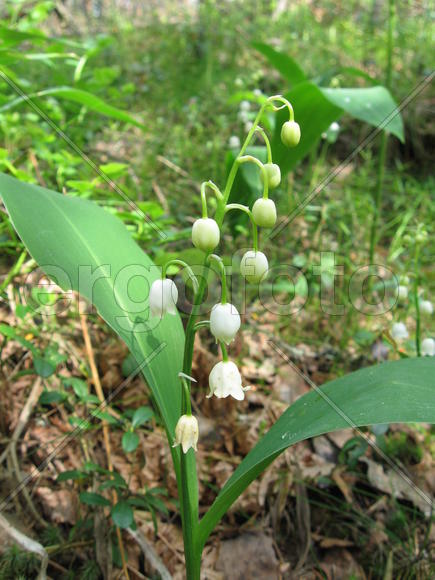 Ландыши, цветущие в лесу