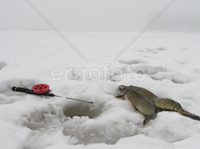 Щуки и удочка у лунки на озере