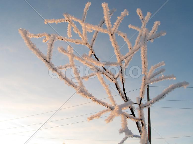 Иней на ветке