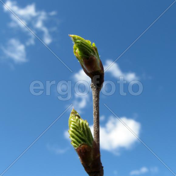 Зеленые почки на ветке