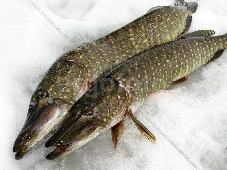 Две щуки на снегу озера