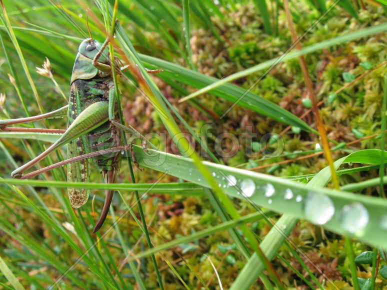 Кузнечик сидит в траве