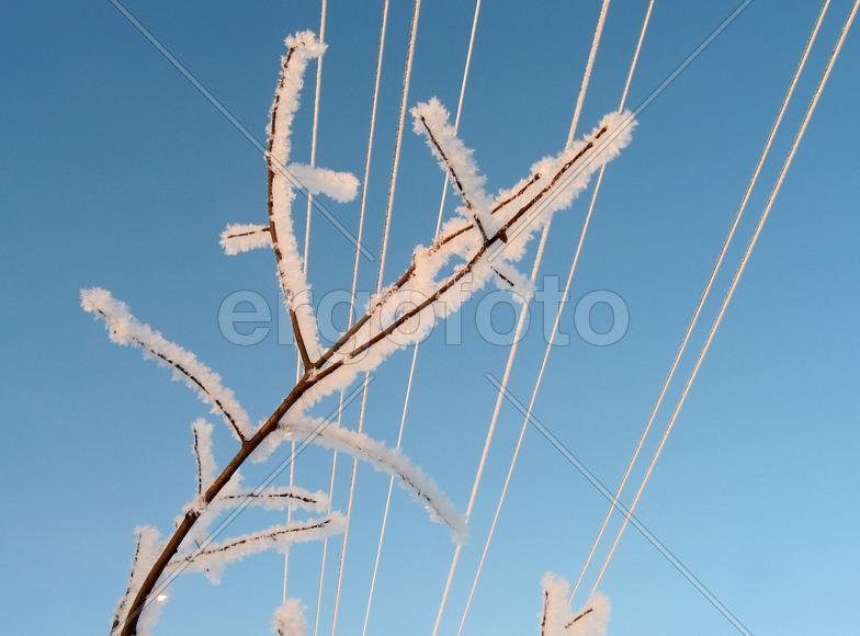 Нота Мороза. Ветка в инее на фоне линии электропередач