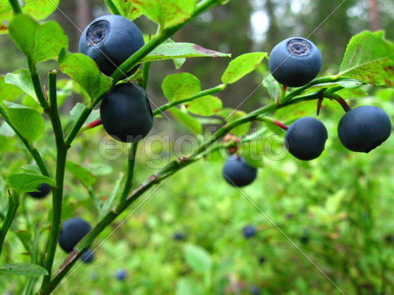 Ягоды черники в лесу