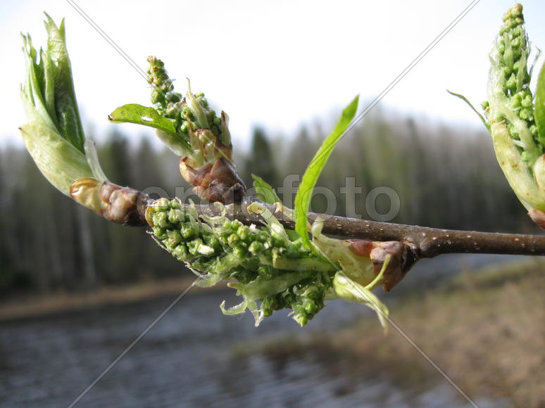 Зеленая ветка на фоне реки в лесу
