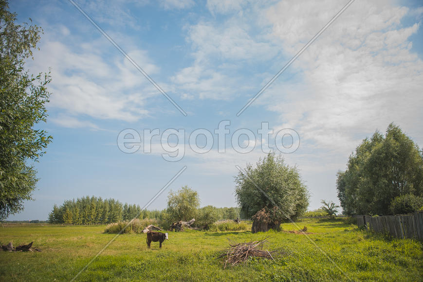 Лето в деревне