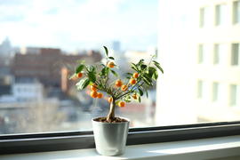 Мандаринчики на окне