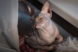 Лысая кошка - клеопатра