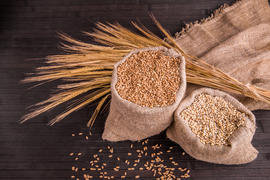 Зерна пшеницы и овсянки в мешочках с колосками на темном фоне