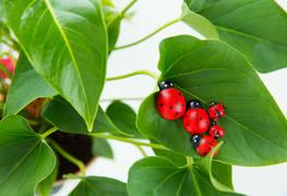 Семья божьих коровок 