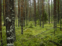 Мшистый лес