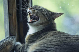 Кошка зевает.