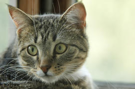 Кто-то позвал кота, и он повернул голову.