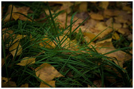 Осенняя трава