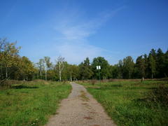 Дорога на поляне