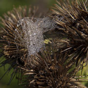 Паутинка и капли