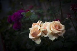 Цветы двух видов