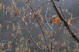 Плакучие ветки