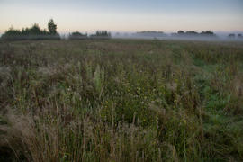 Поле, трава и пейзаж вдали