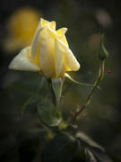 желтый тюльпан