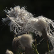 Паутинка и дождь