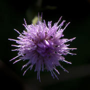 Сиреневый цветочек