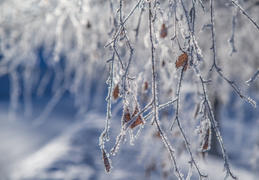 Зима в лесу