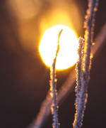 Изморозь на веточках