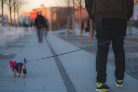 Прогулка с собакой